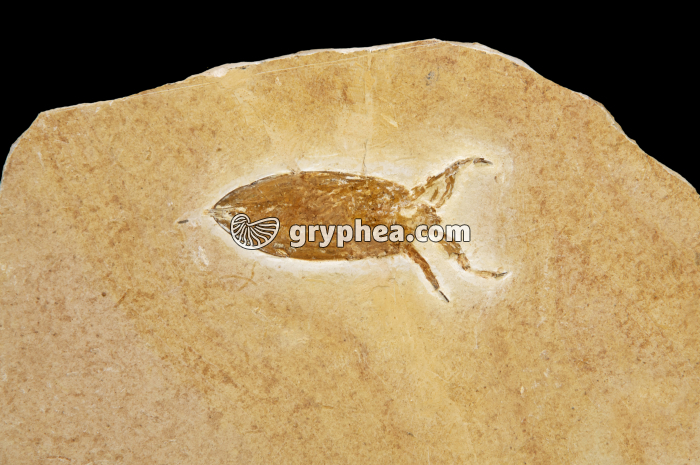 Insecte fossile (Albien-Aptien, Brésil) - gryphea.org